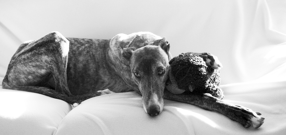 Kacee and her Toy - Adopted from Philadelphia Greyhound Connection